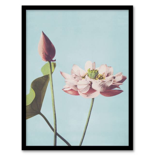 "Pink Lotus Flower Blooms Vintage Japan Framed Wall Art Print Kazumasa 12x16"""