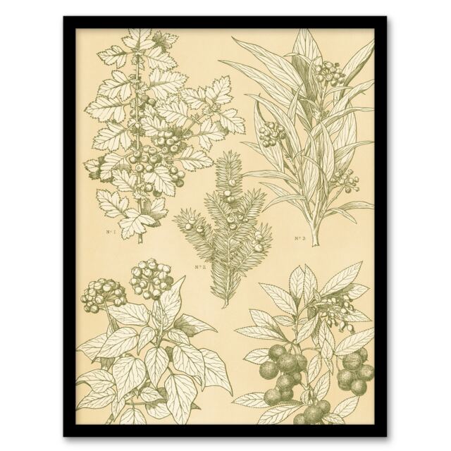 Owen Jones Framed Wall Art Leaves From Nature No 7 Vintage Botanical Home Décor