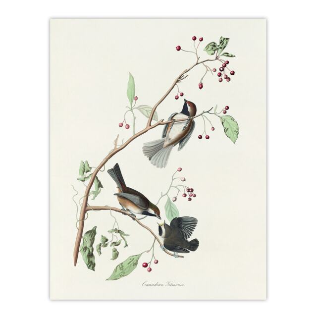 "Canadian Titmouse Bird Audubon Nature Huge Wall Art Poster Print 24X32"""