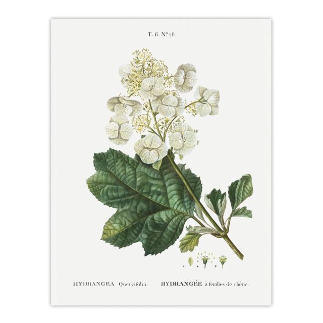 Oakleaf Hydrangea Flowers Redoute Vintage Huge Wall Art Print 18X24 In