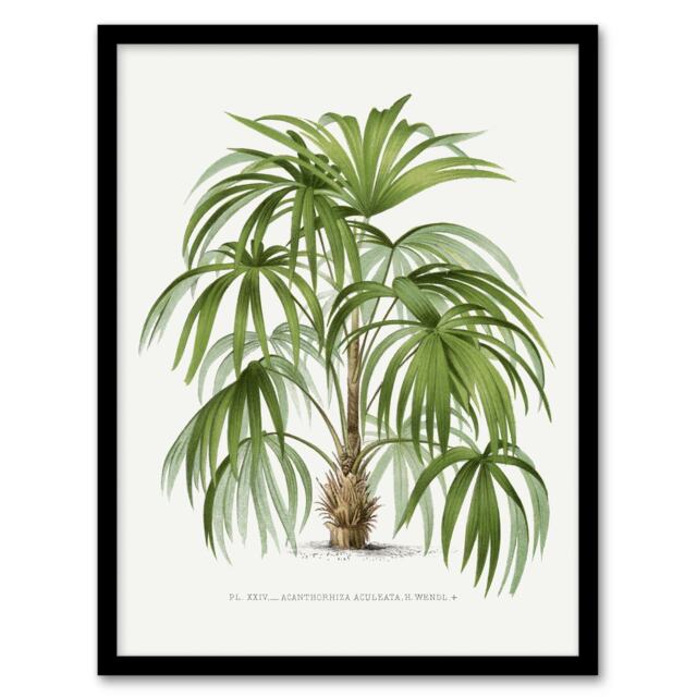 "Acathophiza Aculeata Palm Tree Kerchove Framed Wall Art Print 12X16"""
