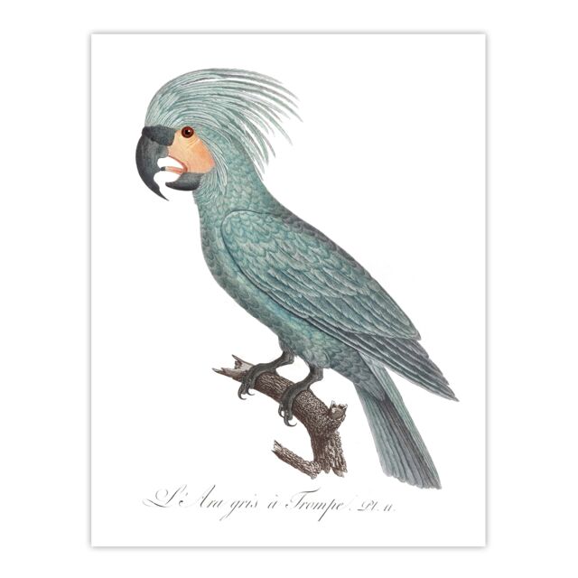 "The Palm Cockatoo Parrot Francois Levaillant Huge Wall Art Poster Print 24X32"""