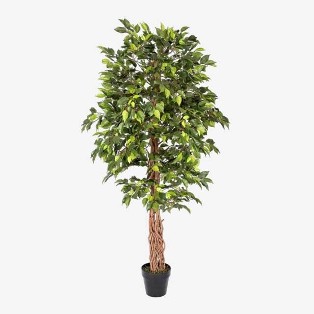 Homescapes Green Artificial Ficus Tree with Twisted Real Wood Trunk, 6 Ft