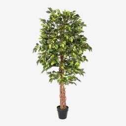 Homescapes Green Artificial Ficus Tree with Twisted Real Wood Trunk, 6 Ft