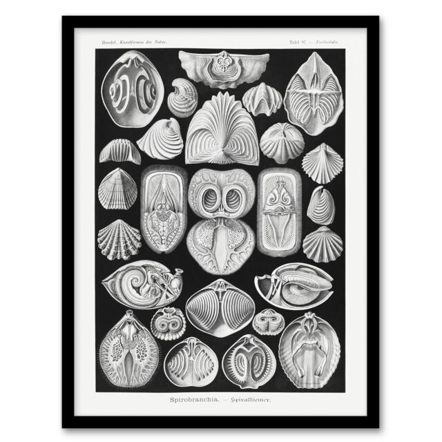 "Spirobranchus Vintage Marine Life Haeckel Framed Wall Art Print 12X16"""