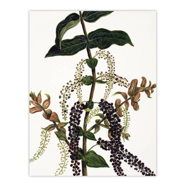 "New Zealand Tutu Plant Vintage Artwork Featon Huge Wall Art Poster Print 24X32"""