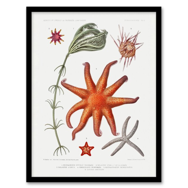 Vintage Marine Life Deep Sea Starfish Varieties Framed Wall Art Picture Print A4