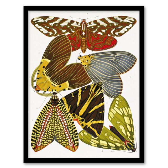 "Butterfly Illustration Vintage Framed Wall Art Print Eugene Seguy 12x16"""