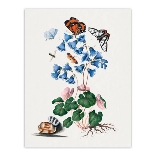 Soldanella Flower and Butterflies Bolton Wall Art Poster Print