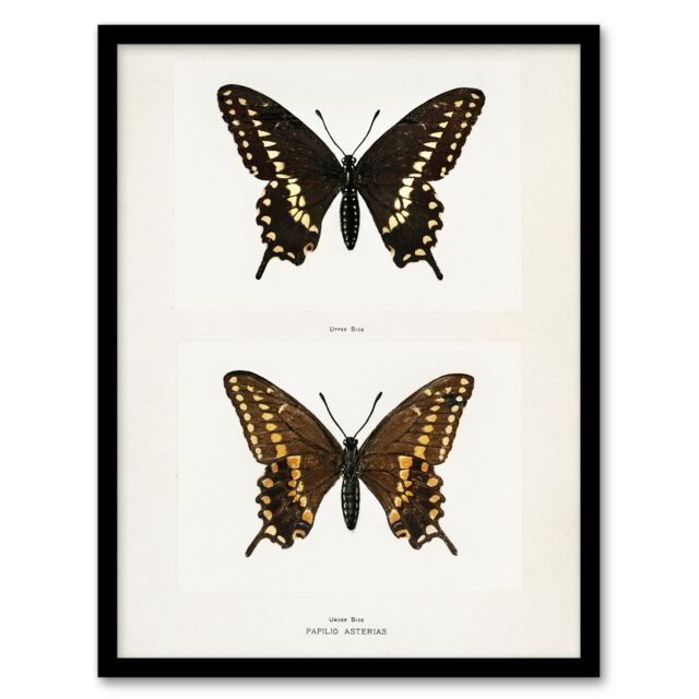 "Black Swallowtail Butterfly Sherman Denton Framed Wall Art Print 12X16"""