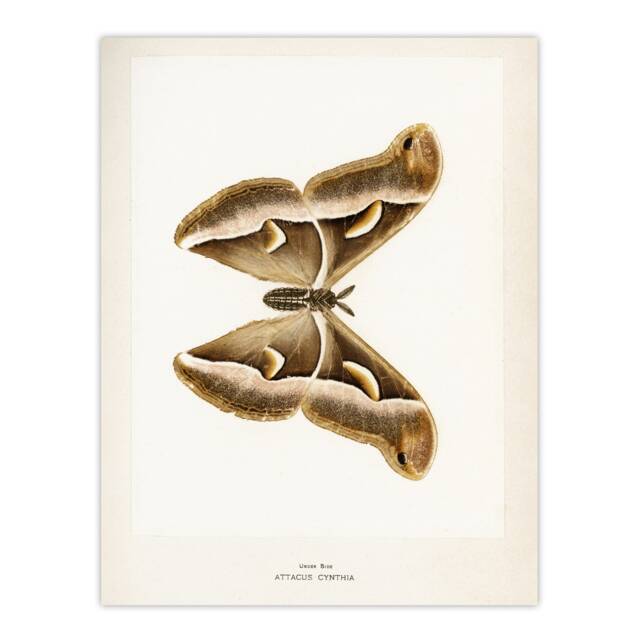 "Ailanthus Silkmoth Vintage Illustration Denton Huge Wall Art Poster Print 24X32"""