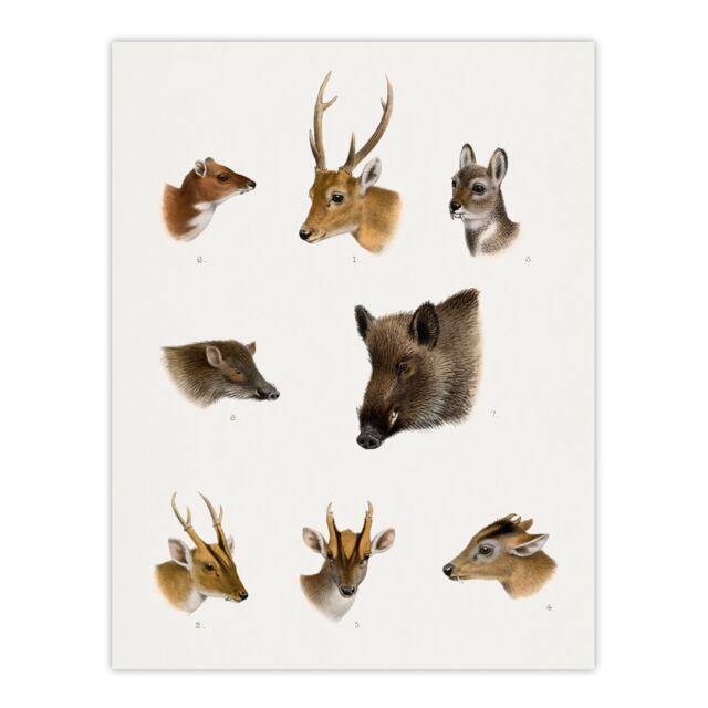 Wildlife Animals Vintage Illustration Lydekker Wall Art Poster Print