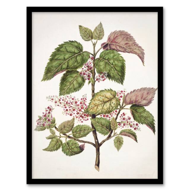 "New Zealand Makomako Flowering Plant Featon Framed Wall Art Print 12X16"""