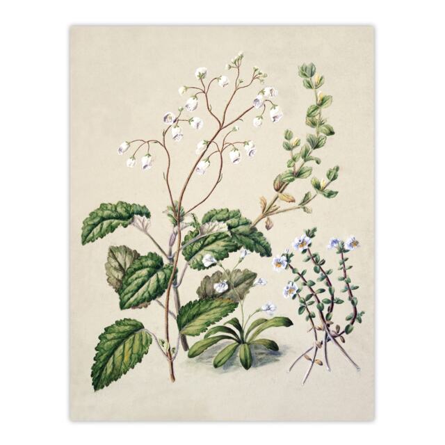 "New Zealand Swamp Mazus Flowering Plant Featon Wall Art Poster Print 12X16"""