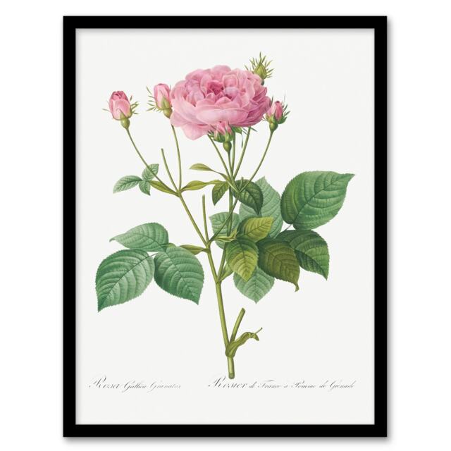 Redoute Framed Wall Art Print Gallic Rose Vintage Flower Illustration Home Décor