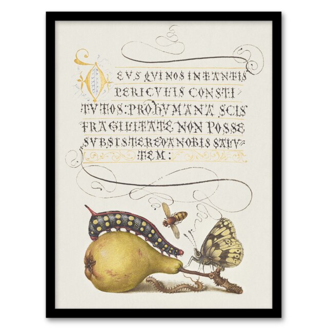 "Caterpillar Pear and Butterfly Calligraphy Framed Wall Art Print 12X16"""