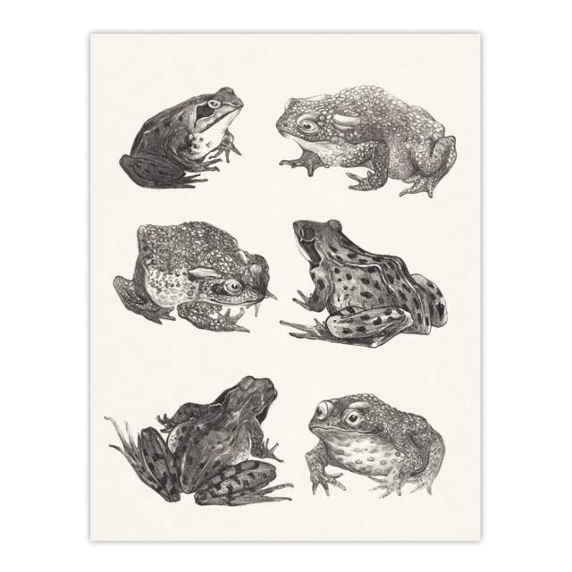 "Six Frogs and Toads Pencil Drawing Vintage Wall Art Print Hoytema 24x32"""