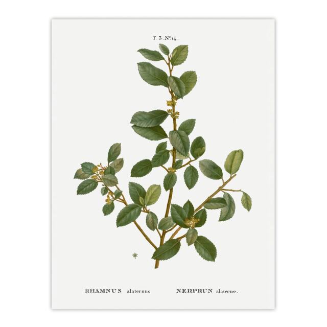 "Italian Buckthorn Botanical Redoute Vintage Wall Art Poster Print 12X16"""