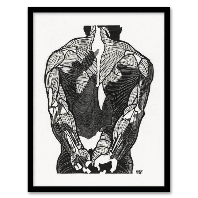 Reijer Stolk Anatomical Study Of Mans Back Muscles Framed Wall Art Print A4