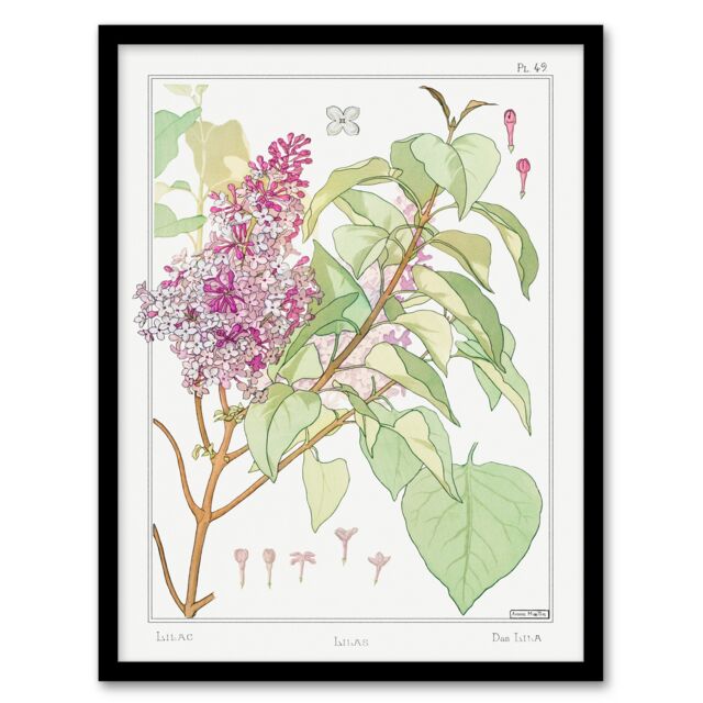 Maurice Pillard Verneuil Framed Wall Art Print Lilac Flower Plant Home Décor
