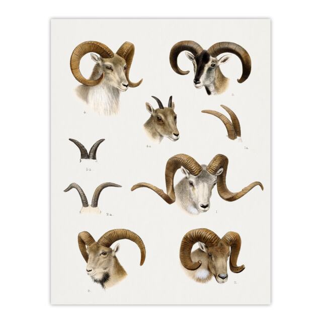 Wild Bovidae Vintage Illustration Lydekker Huge Wall Art Poster Print