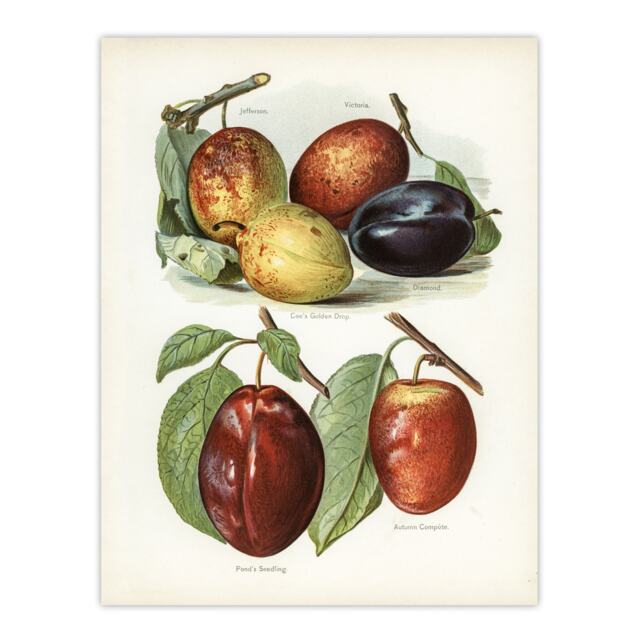 "Plum Varieties Vintage illustration Wright Huge Wall Art Poster Print 24X32"""