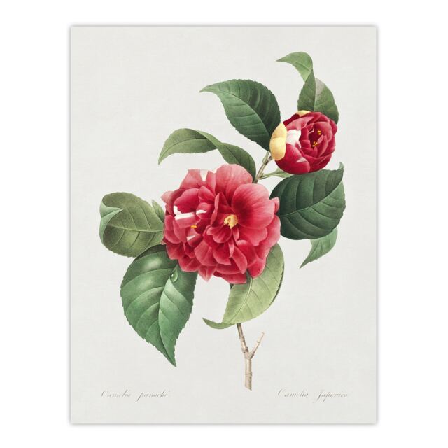 "Camelia Floral Illustration Redoute Vintage Wall Art Poster Print 12X16"""