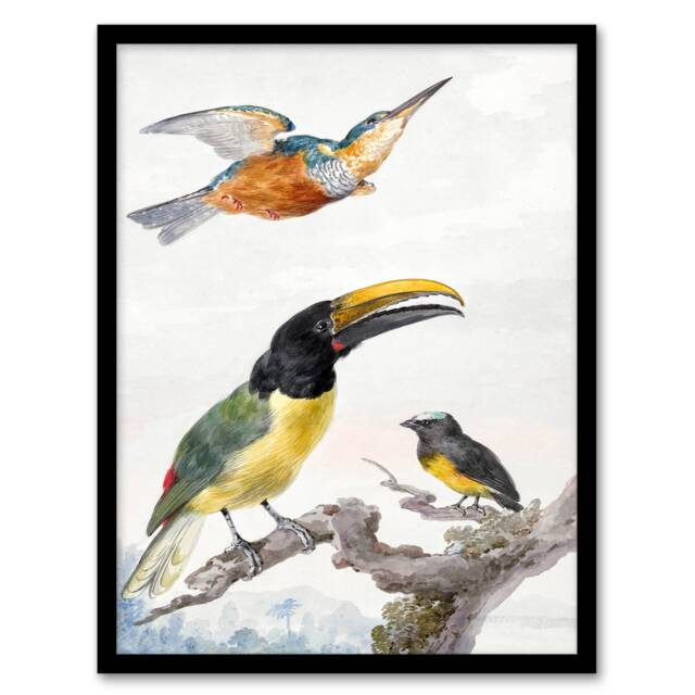 Aert Schouman Framed Wall Art Kingfisher Toucan Bird and a Sparrow Home Décor