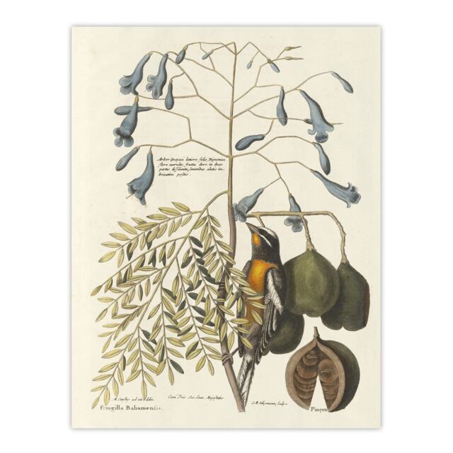 Vintage Bird and Plant Illustration Catesby Huge Wall Art Poster Print