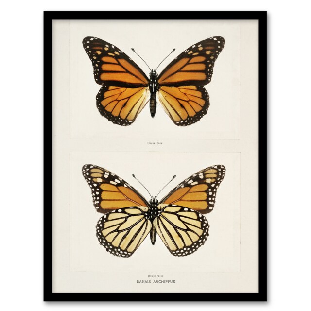 "Monarch Butterfly Vintage Illustration Denton Framed Wall Art Print 12X16"""