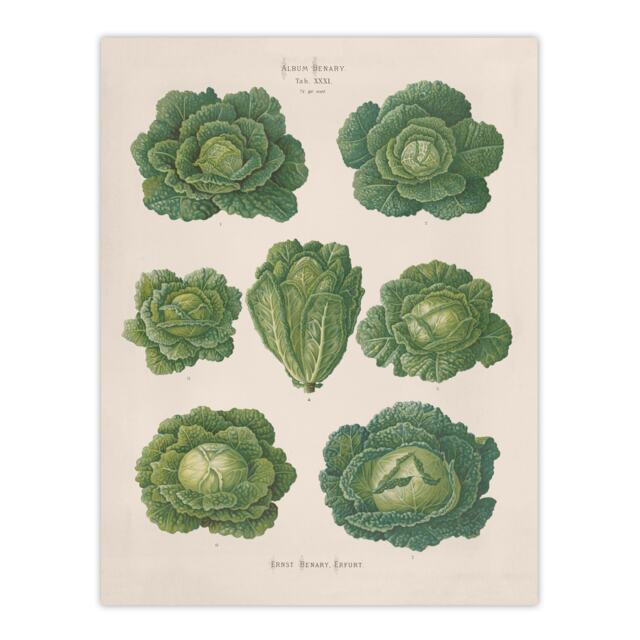 "Savoy Cabbages Vintage Kitchen Ernst Benary Huge Wall Art Poster Print 24X32"""