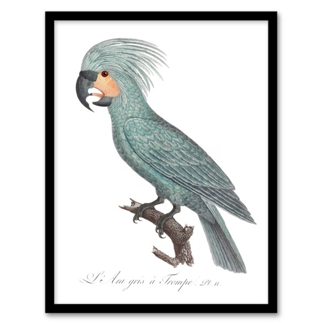 "The Palm Cockatoo Parrot Francois Levaillant Framed Wall Art Print 12X16"""