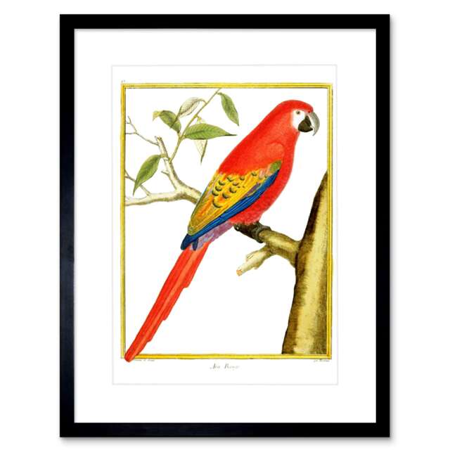 "Scarlet Macaw Parrot Bird Tropical 9x7"" Black Framed Wall Art Print"