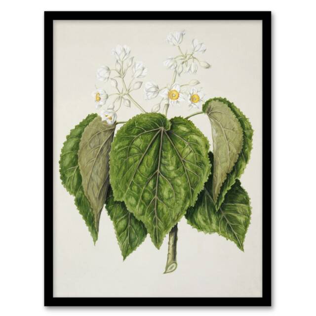 "New Zealand Whau Cork Tree Flowers Featon Framed Wall Art Print 12X16"""