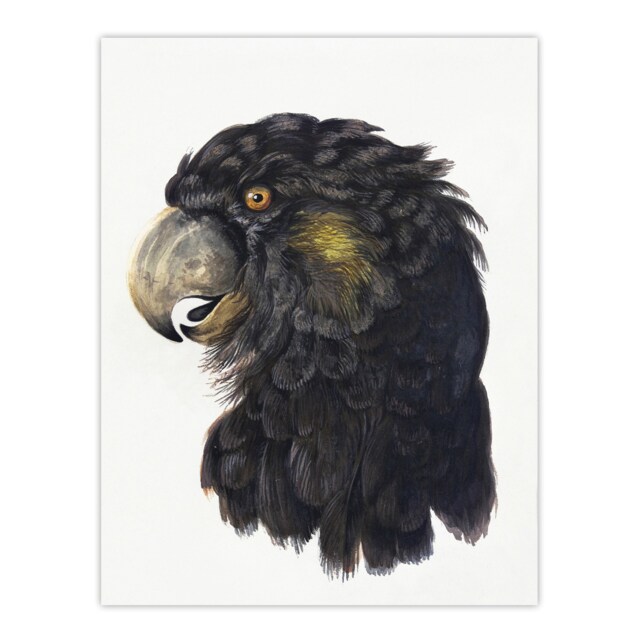 "Cockatoo Parrot Head Watercolour Schouman Huge Wall Art Poster Print 24X32"""
