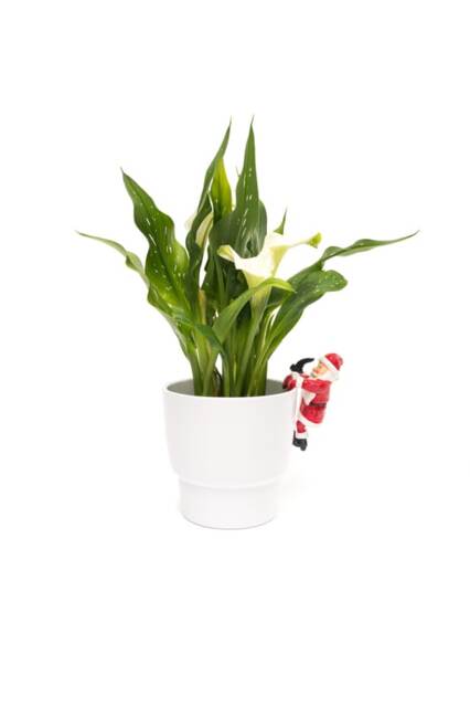 Full Colour Father Christmas Pot Buddy - L10.5 x W7.7 x H5.8 cm
