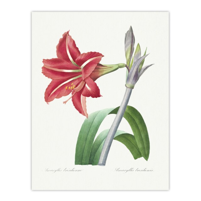 Brazilian Amaryllis Flower Redoute Vintage Huge Wall Art Print 18X24 In