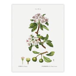"Almond Leaved Pear Tree Redoute Vintage Huge Wall Art Poster Print 24X32"""