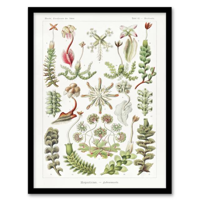 "Hepatica Plant Vintage Floral Haeckel Botanical Framed Wall Art Print 12X16"""