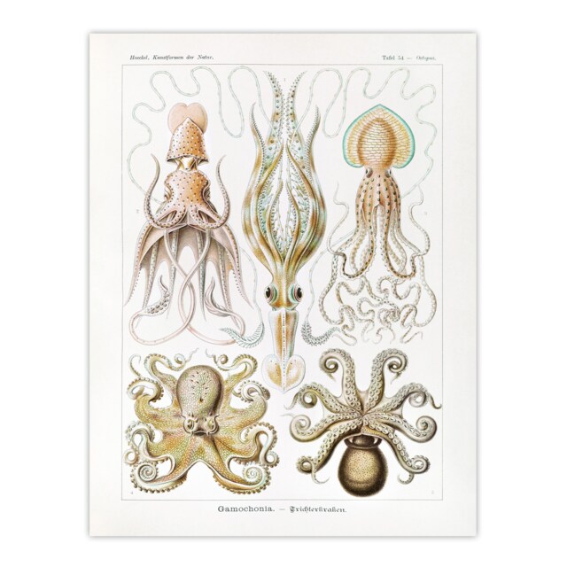 "Squid and Octopus Vintage s Haeckel Botanical Wall Art Poster Print 12X16"""