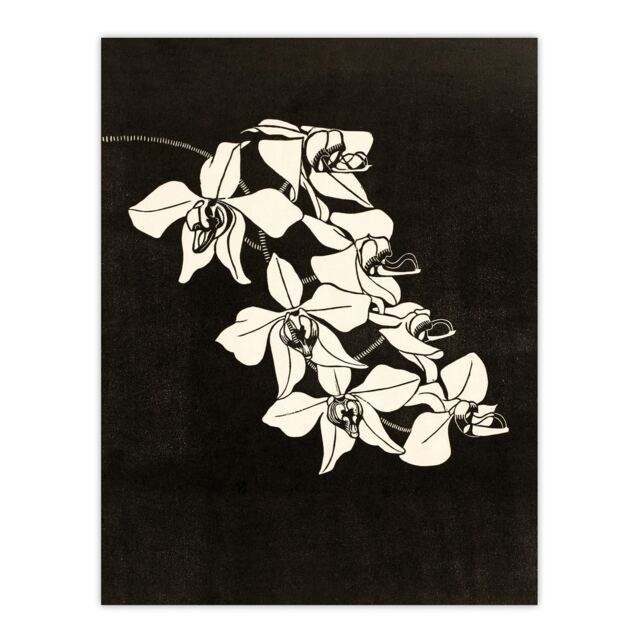 Black and White Orchid Flower De Mesquita Huge Wall Art Print 18X24 In