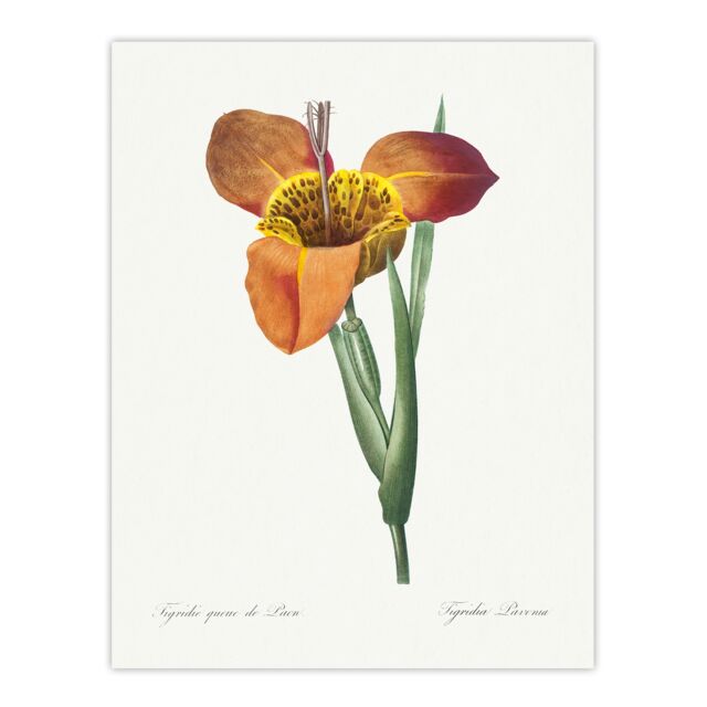 "Tiger Flower Botanical Redoute Vintage Huge Wall Art Poster Print 24X32"""