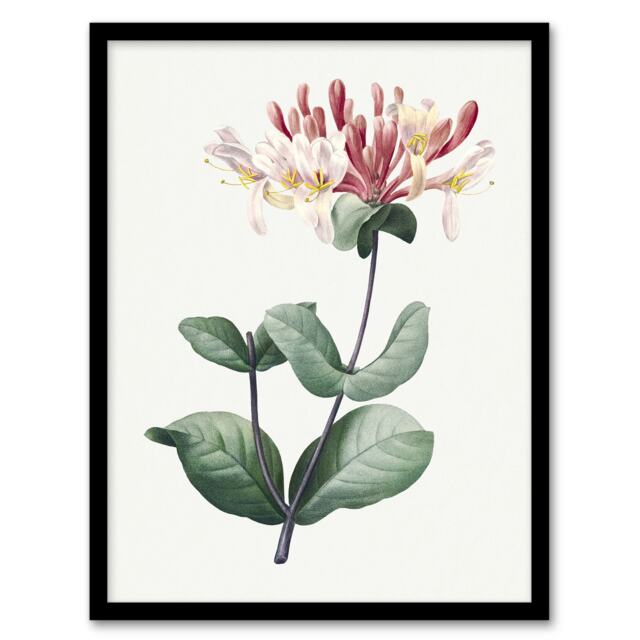 "Honeysuckle Botanical Redoute Vintage Framed Wall Art Print 12X16"""