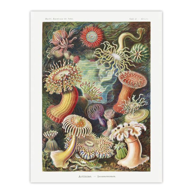 "Sea Anemone Marine Landscape Haeckel Botanical Wall Art Poster Print 12X16"""