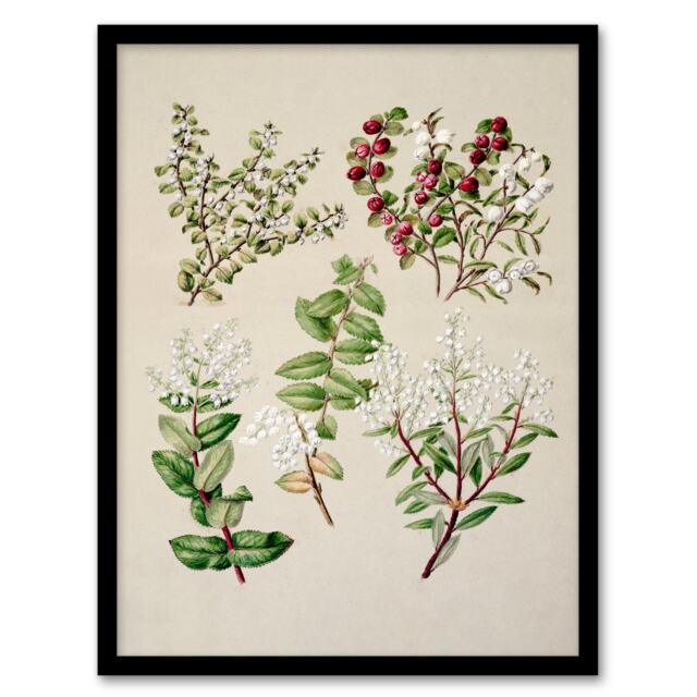 Sarah Featon Framed Wall Art New Zealand Gaultheria Flowering Plant Home Décor