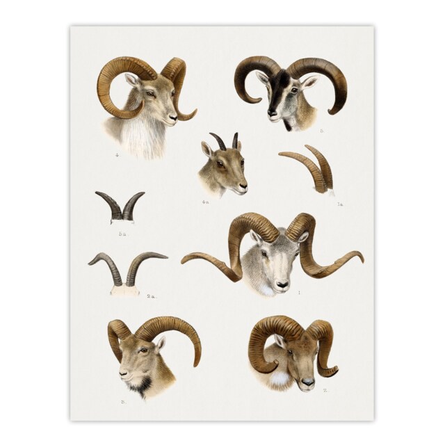 Wild Bovidae Vintage Illustration Lydekker Wall Art Poster Print