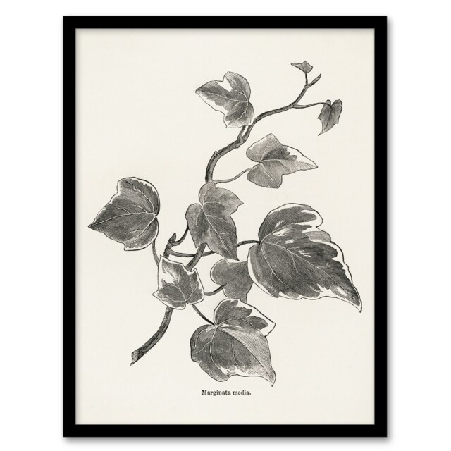 "Vintage Botanical Marginata Ivy Hibberd Framed Wall Art Print 12X16"""