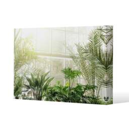 Green plants in botanical gardens (Canvas Print) Cream