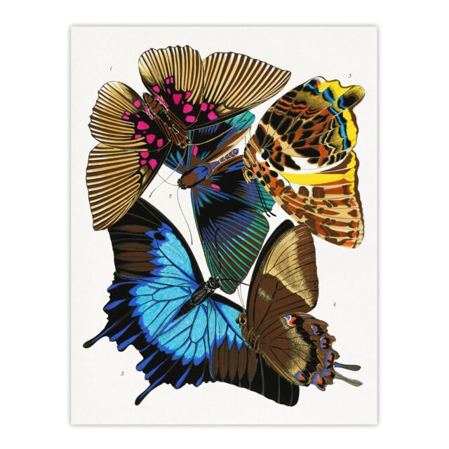 "Colourful Vintage Butterflies Vintage Wall Art Print Eugene Seguy 12x16"""