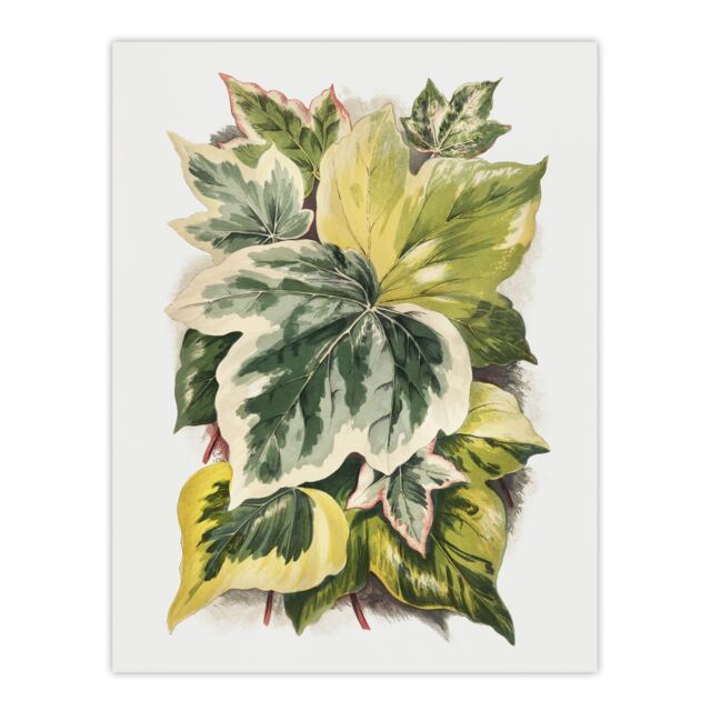 Ivy Leaf Variations Vintage Botanical Hibberd Huge Wall Art Print 18X24 In